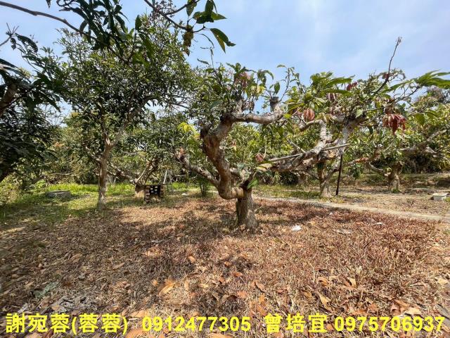 田寮農地-5
